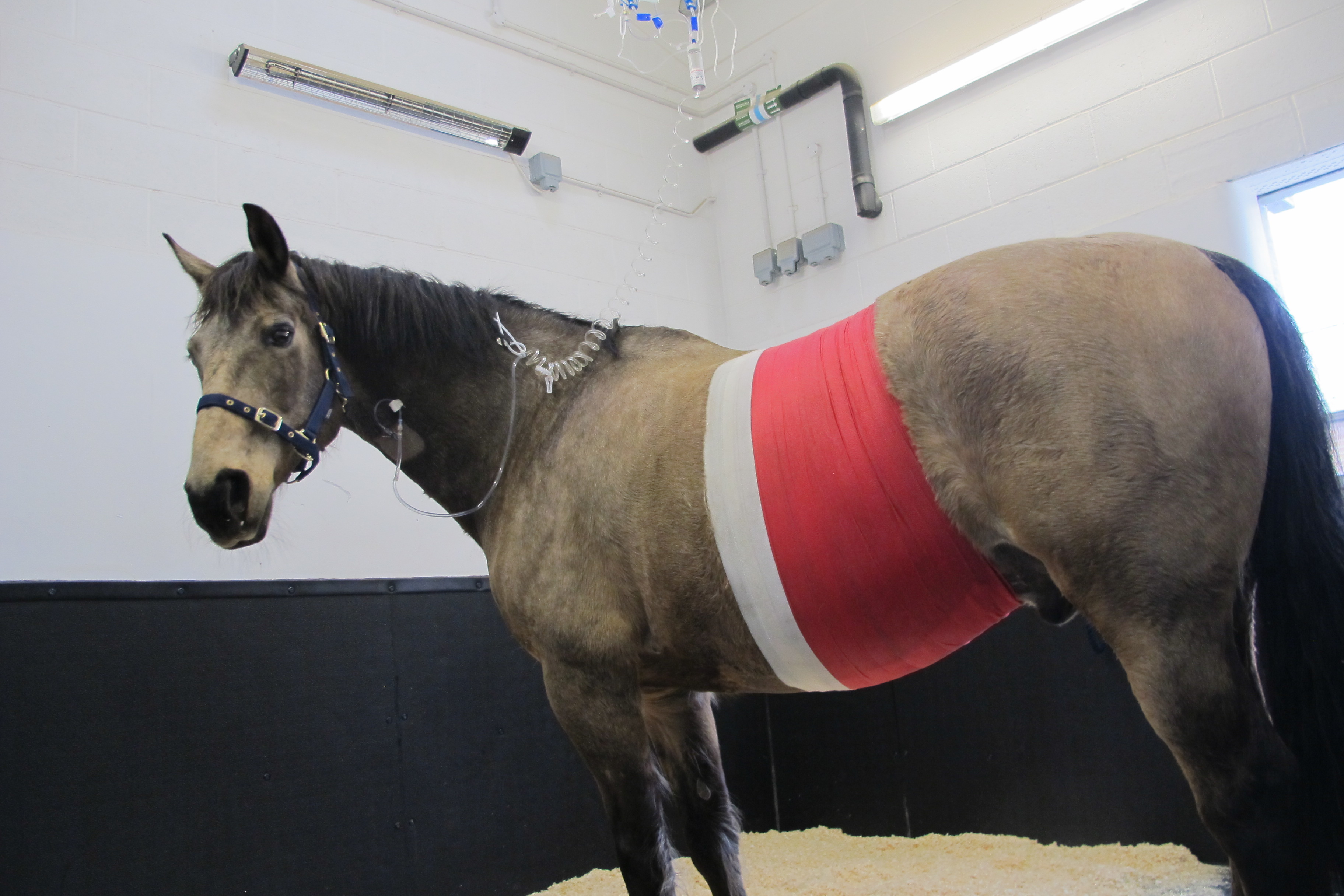 a horse after surgery